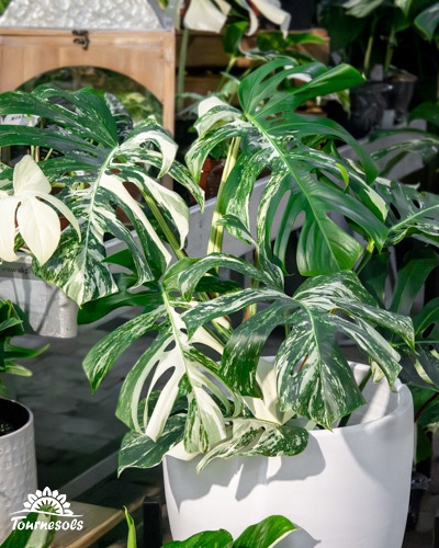 Plante Monstera variegata aux grandes feuilles panachées de blanc et de vert, dans un pot blanc.